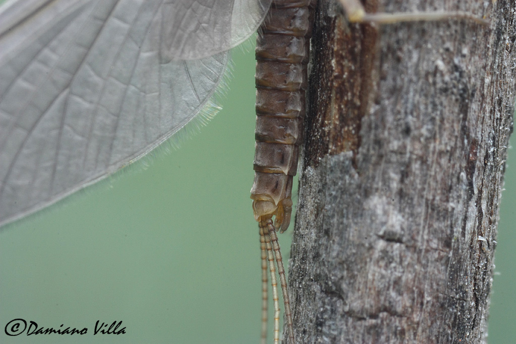 Serratella ignita maschio sub-imago